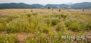 [포토]코스모스 가득한 동산