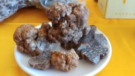 전남 산림자원연구소 ‘땅속의 다이아몬드’ 트러플 인공재배 연구 나서