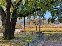 상주 양잠 지표 두곡리 뽕나무 천연기념물 된다