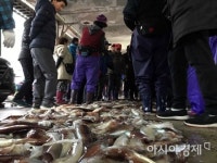 [사라진 오징어]①중국어선 1500㎞ 원정 쌍끌이에 울릉도는 씨 말랐다
