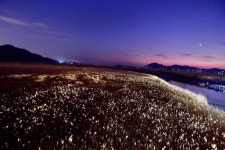 [조용준의 여행만리]철새도 춤추게 하는 겨울 늪의 황홀경