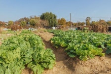 송파구, 주말농장 ‘솔이텃밭’ 경작자 모집 ...3평 임차료 7만원