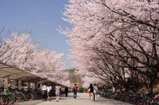 벚꽃명소 KAIST 올해는 구경 오지 마세요