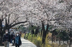 [포토]보행통제 앞두고 윤중로 찾은 시민들
