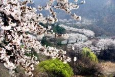 [조용준의 여행만리]흐드러지게 핀 벚꽃이 야속하지만‥그냥 지나갑니다