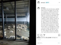 사람이 제일 나빠 착한 보호소 소문에 유기견 몰려…안락사 우려