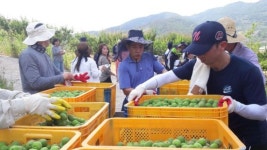 전남도의회, 농촌 일손돕기 매실 수확 ‘구슬땀’