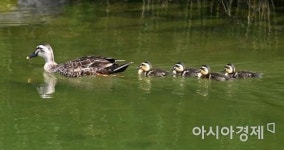 [포토] 오리 가족 나들이