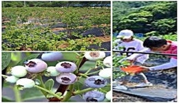 ‘인기 많은’ 순창 블루베리 분양 농장 수확 ‘만점’