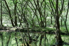 정읍시, 월영습지·솔티숲 생태관광 명소 육성 ‘총력’