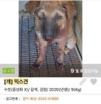 눈 빠지고 턱 산산조각 났는데도 사람 좋다고… 힘찬이 사연 국민청원 게시돼 안타까움