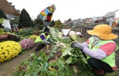 [포토]용산구, 마을농원 무·배추 수확…한부모가정 김장 지원