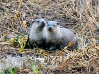도시 훼손지역 복원해 수달·도룡뇽 살게 한다…생태복원사업 추진