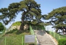 [전쟁과 경영] 초지진의 소나무