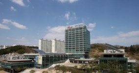왕벚·은행나무→종가시·백합 … 포항시, 가로수 교체사업 본격화