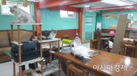 [인스타산책] 고양이당 - 제2의 묘생 꿈꾸는 길냥이들의 쉼터
