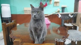 [인스타산책] 고양이당 - 제2의 묘생 꿈꾸는 길냥이들의 쉼터
