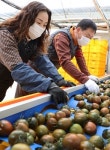 강진군, 겉은 검고 속은 붉은 ‘귀족토마토’ 수확