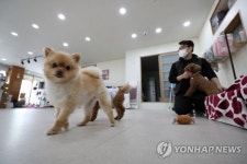 추위에 염화칼슘까지 걱정 겨울철 강아지 산책 위험...반려인 불안 [김수완의 동물리포트]