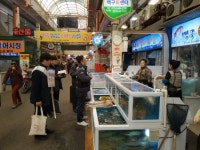 창원시, 설 명절 대비 수산물 불법유통 단속 들어간다