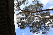 [문호남의 찍고 쓰고]발걸음 붙잡는 나무 백송