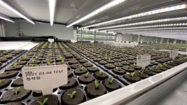 띵동, 삼시세끼 먹을 채소 모종이 도착했습니다