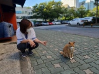 서초구 캣맘·캣대디 길고양이 중성화 사업 앞장 서