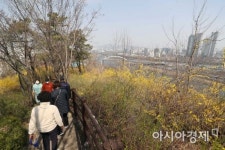 [포토]개나리 활짝 핀 응봉산 찾아