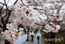 [포토] 활짝 핀 여의도 벚꽃