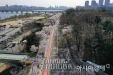 [포토]벚꽃 피었지만 통제된 여의서로