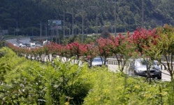 산청군 도로변 숲 조성 … 미세먼지 차단