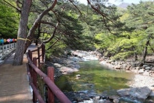 [포토]산청 대원사 계곡 길에 봄이 오는 소리 가득