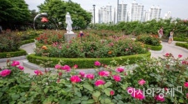 [포토]도심 속 장미 향연