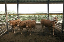 화순군, 스마트·친환경 ‘미래 축산업’ 육성