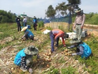 한국수자원공사 함평수도센터, 수확철 농촌일손돕기 적극 나서