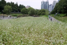 [포토] 도심에 핀 메밀꽃