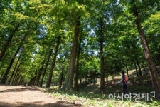 [포토]햇볕 막아주는 메타세콰이어길