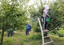 양산시, 농촌 일손 돕기에 농정과 직원들 나서