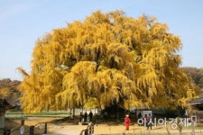 수령 800년 천연기념물 인천 장수동 은행나무…주변 건축행위 기준 마련