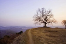[고규홍의 나무와 사람] 400살 느티나무 천년의 愛民을 품다