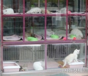 [문호남의 찍고 쓰고]유리 칸막이 속 여름나기
