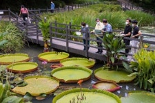 광진구 아차산 생태연못 희귀한 빅토리아 수련 활짝