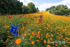 [포토]노랑 코스모스 가득한 들꽃마루
