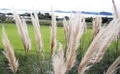 [포토] 손불 안악해변 가을을 부르는 팜파스