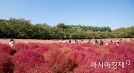 [포토]눈길 끄는 핑크뮬리와 댑싸리