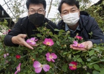 삼성물산, 에버랜드 장미 국제대회 은상…국내 개발 품종 처음