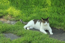 홧김에 커터칼로… 끔찍한 동물학대…분풀이 대상이 된 동물들