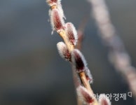 [포토] 봄마중 나온 버들강아지