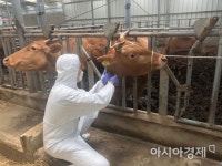 경기도, 4월 한 달간 소·염소 일제 백신 접종… 구제역 차단