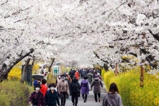 장안벚꽃길서 봄꽃 추억 만들기...마포구 버스킹 공연단 출범